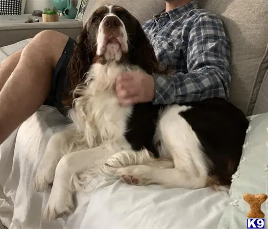 English Springer Spaniel stud dog