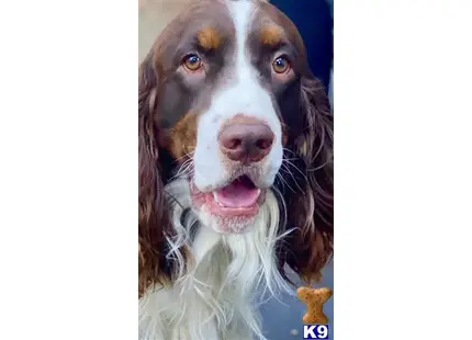a english springer spaniel dog with its tongue out