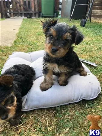 Yorkshire Terrier puppy for sale