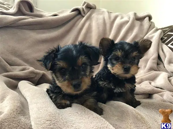 Yorkshire Terrier puppy for sale