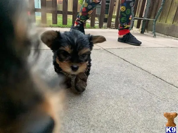 Yorkshire Terrier puppy for sale