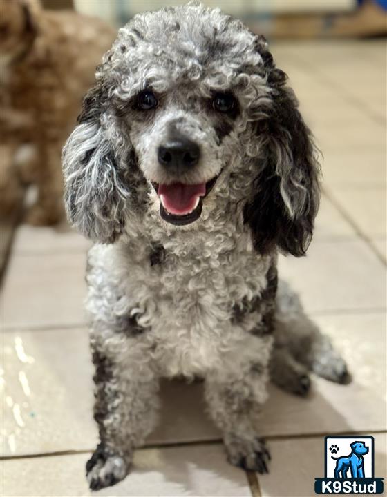 a poodle dog sitting on the floor