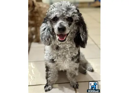 a poodle dog sitting on the floor