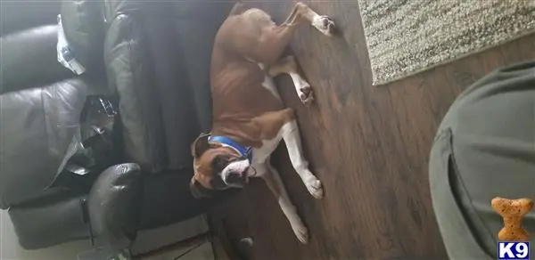 Boxer stud dog