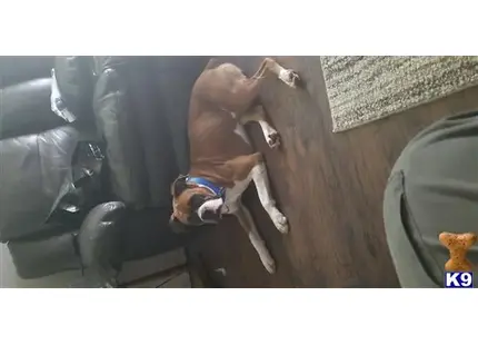 Boxer