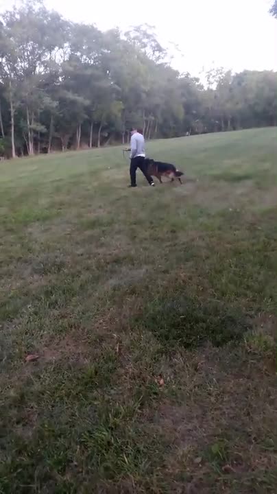 German Shepherd stud dog