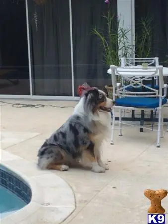 Australian Shepherd stud dog