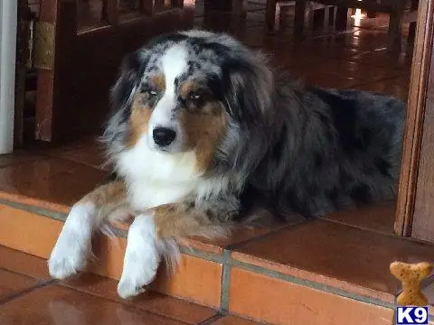 Australian Shepherd stud dog