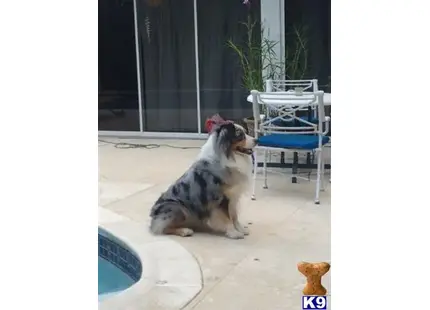 Australian Shepherd