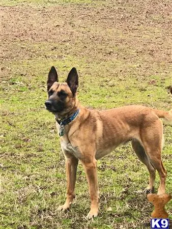 Belgian Malinois stud dog