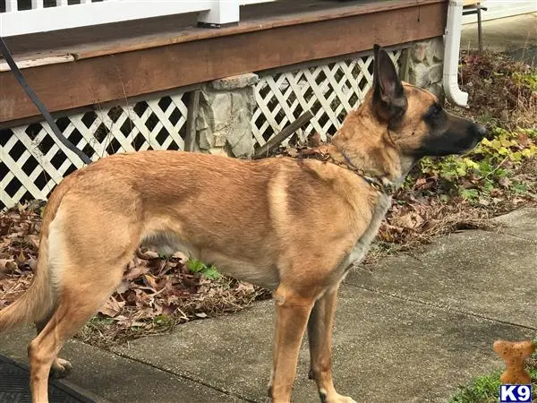 Belgian Malinois stud dog