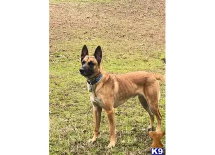 Belgian Malinois