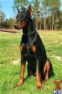 doberman pinscher puppy posted by ernwhite2356