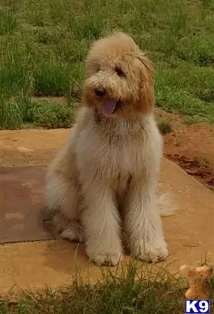 Labradoodle stud dog