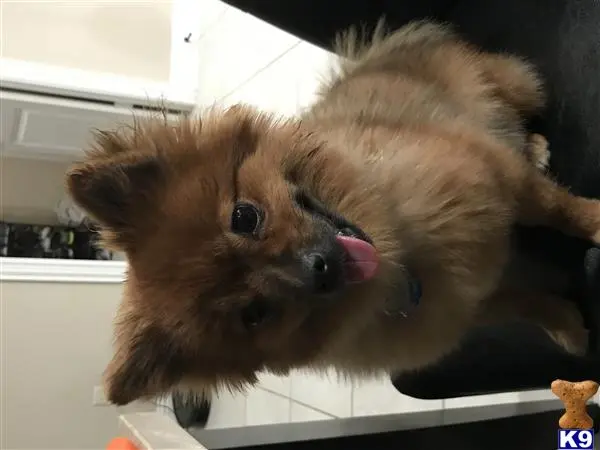 Pomeranian female dog