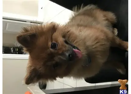 Pomeranian