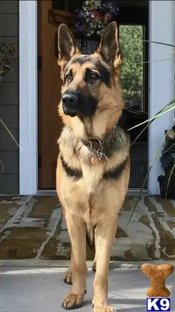 German Shepherd stud dog