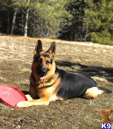 German Shepherd stud dog