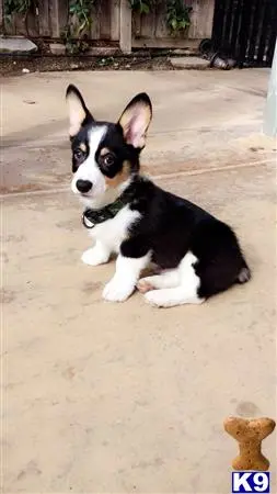 Pembroke Welsh Corgi stud dog