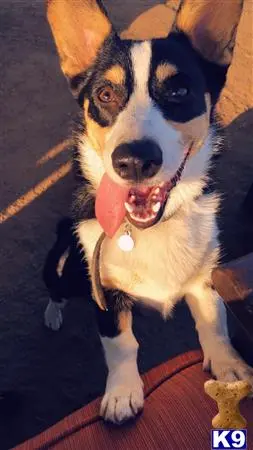 Pembroke Welsh Corgi stud dog