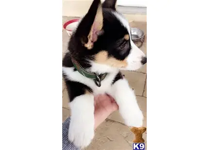 Pembroke Welsh Corgi