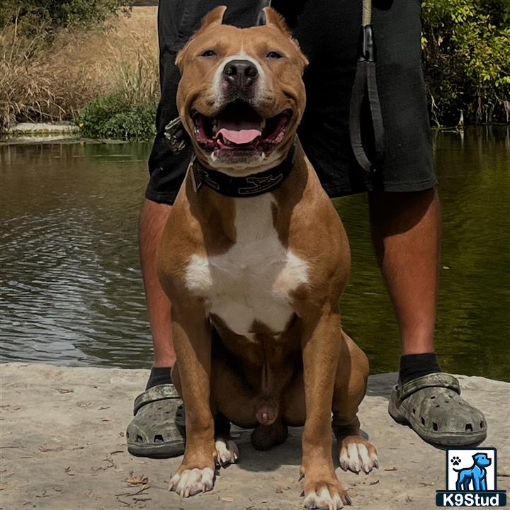 a american pit bull dog sitting on a dock