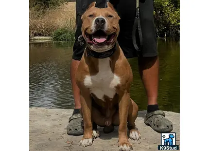 a american pit bull dog sitting on a dock