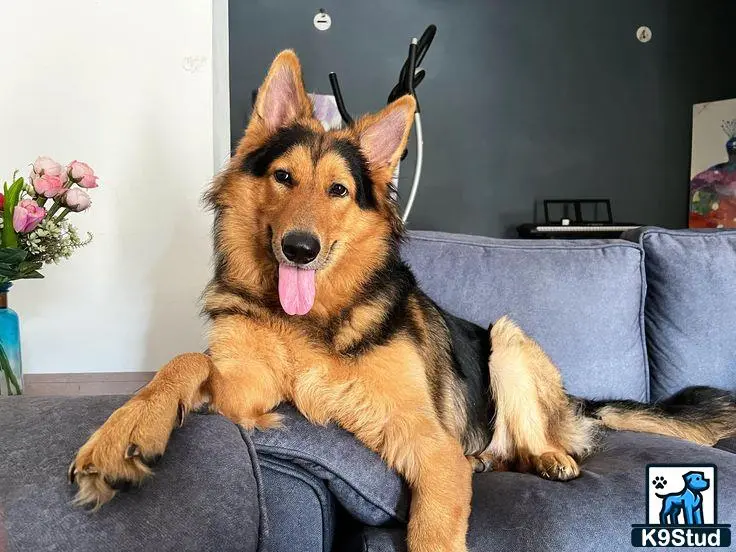 German Shepherd dog for sale: Fluffy German Shepherd lounging on a couch with a playful expression
