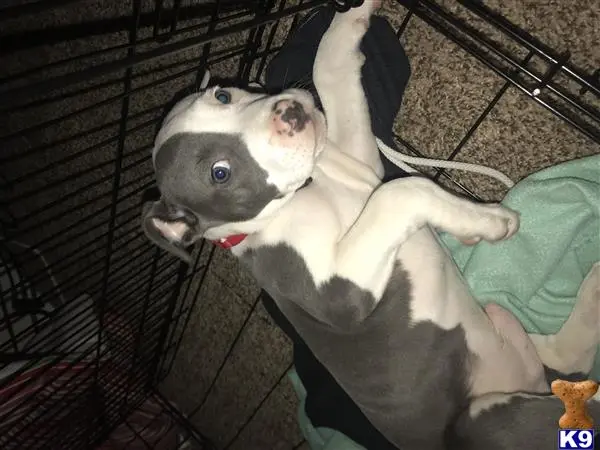 American Pit Bull puppy for sale