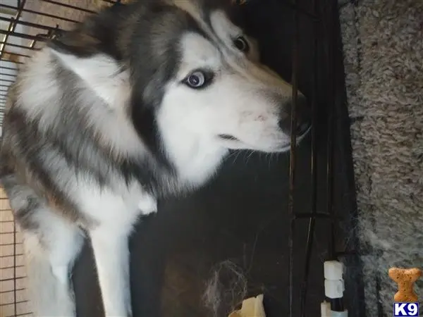 Siberian Husky stud dog