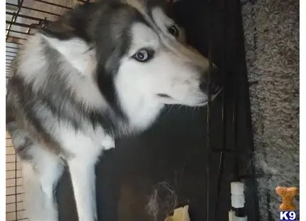 Siberian Husky