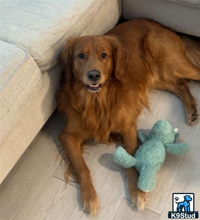 a golden retriever dog lying on the floor next to a stuffed animal