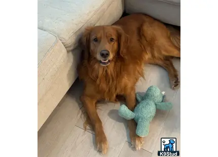 a golden retriever dog lying on the floor next to a stuffed animal