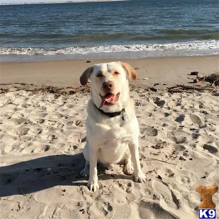 Labrador Retriever stud dog