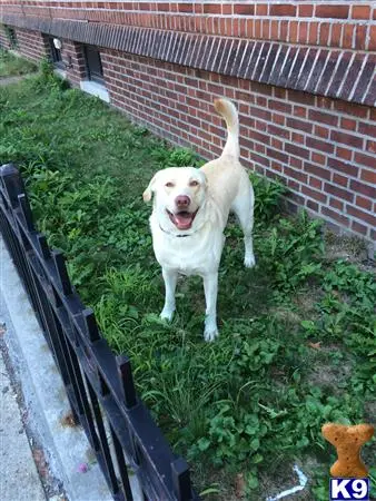 Labrador Retriever stud dog