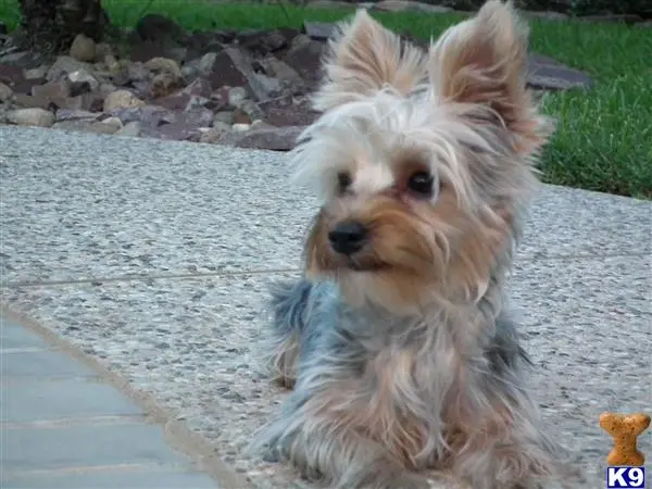 Yorkshire Terrier