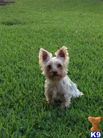 Yorkshire Terrier stud dog