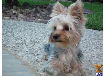 Yorkshire Terrier