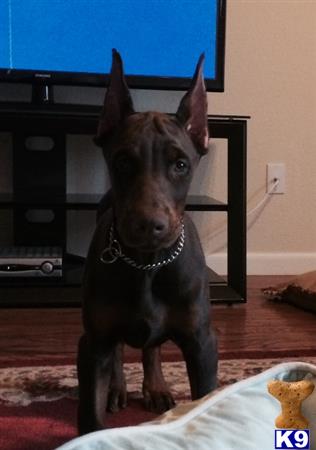 Doberman Pinscher