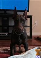 doberman pinscher puppy posted by eurodoby