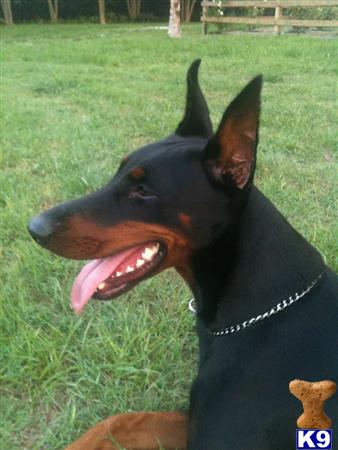 Doberman Pinscher