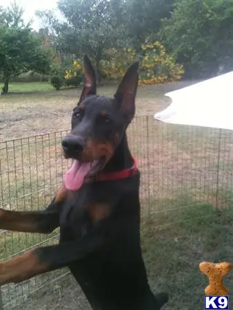 Doberman Pinscher