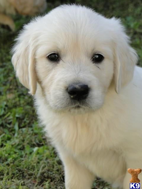 Golden Retriever dog