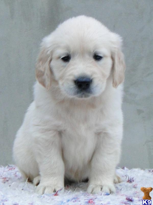 golden retriever looking for a home golden retriever puppy for sale looking for a guardian home for our imported femal 5 golden retriever looking for a home golden retriever puppy for sale looking for a guardian home for our imported femal 5
