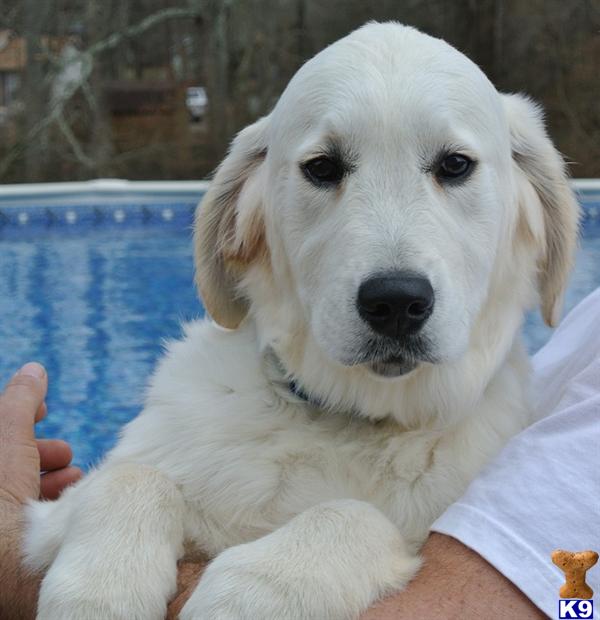 dewmist golden retrievers golden retriever puppy for sale dewmist sired imported from serbia 5 years dewmist golden retrievers golden retriever puppy for sale dewmist sired imported from serbia 5 years