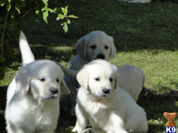 dewmist golden retrievers golden retriever for sale dewmist sired quality puppy creme imported dewmist golden retrievers golden retriever for sale dewmist sired quality puppy creme imported