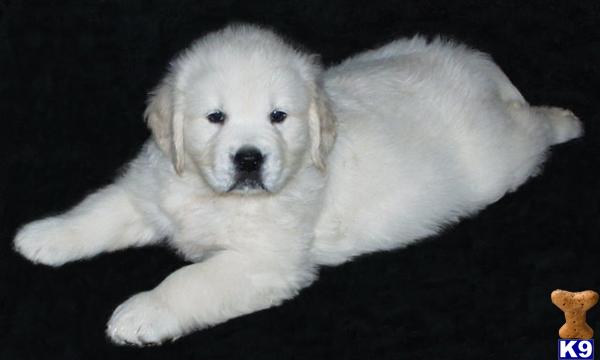 white golden retriever puppies price golden retriever puppy for sale imported white parents of top quality world ch 4 white golden retriever puppies price golden retriever puppy for sale imported white parents of top quality world ch 4
