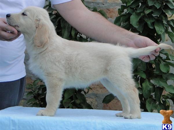 dewmist golden retrievers golden retriever for sale dewmist sired quality puppy creme imported dewmist golden retrievers golden retriever for sale dewmist sired quality puppy creme imported
