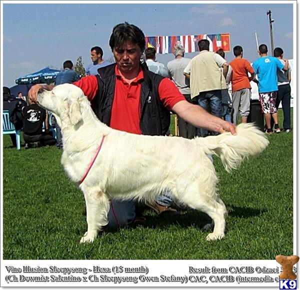 dewmist golden retrievers golden retriever puppy for sale dewmist sired imported from serbia 5 years dewmist golden retrievers golden retriever puppy for sale dewmist sired imported from serbia 5 years