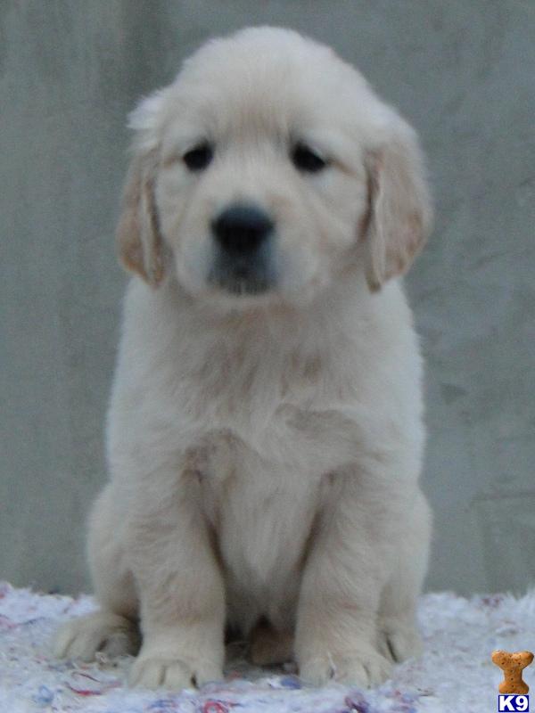 dewmist golden retrievers golden retriever for sale dewmist sired quality puppy creme imported dewmist golden retrievers golden retriever for sale dewmist sired quality puppy creme imported